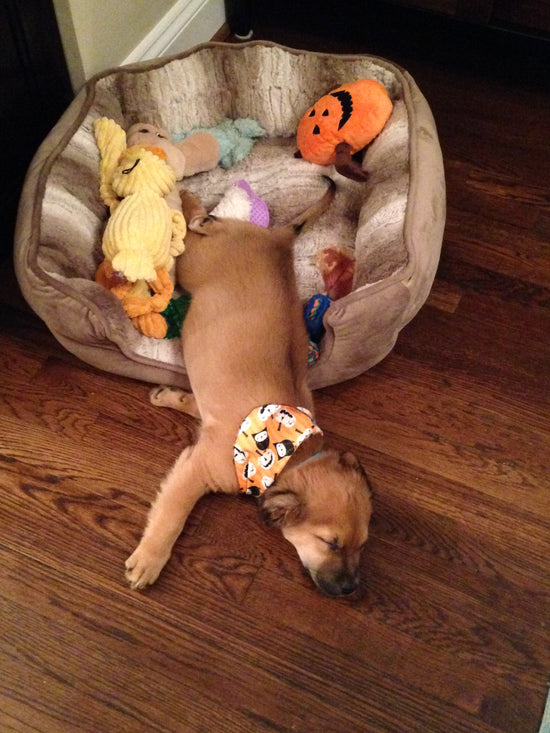 Dog sleeping in a dog bed with his squeak plush duck 