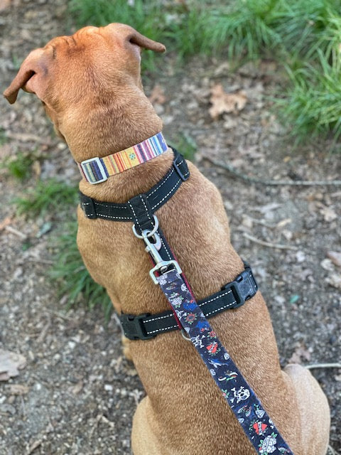 Gogo on a hike wearing a dog collar, dog harness and a dog leash
